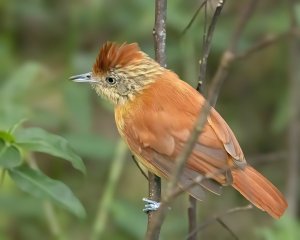 Barred Antshrike (f)