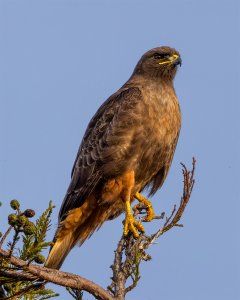 Red Tail Hawk