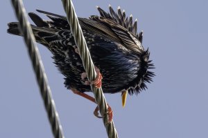 Starling