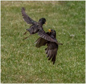 Starling Blackbird fight (1).jpg