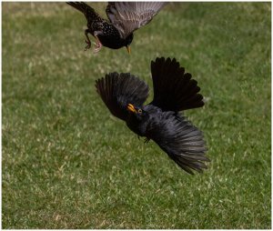 Starling Blackbird fight (2).jpg
