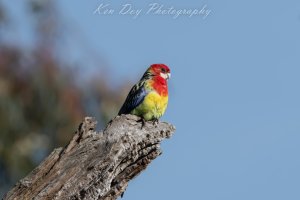 Eastern Rosella.