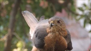 Raptor-231 : balcony delight : Amazing Wildlife of India by Renu and Alok