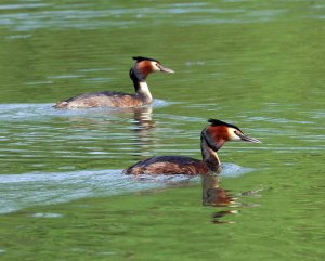 Crested Grebe