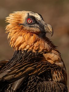 Bearded Vulture - Lammergeier