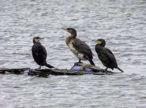 Cormorant conundrum