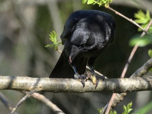 American crow