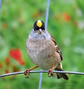 Golden-crowned Sparrow