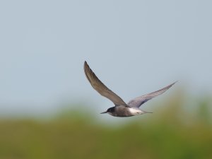 Black Tern