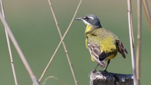 yellow wagtail