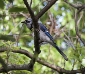 Blue Jay