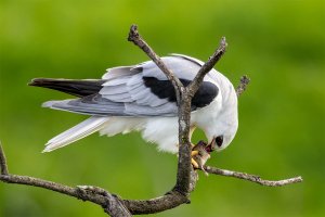 White Tailed Kite with dinner