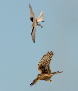 White Tailed Kite intimidating a Northern Harrier