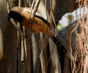 Rufous Tree-pie