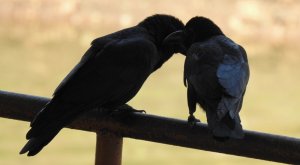 Large-billed Crow pair