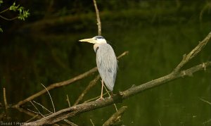 Grey Heron.