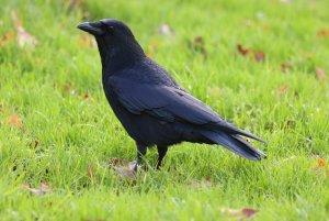 Carrion Crow