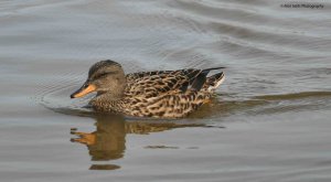 Gadwall 2203.jpg