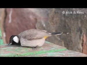 White-eared Bulbul at Keoladeo : Amazing Wildlife of India by Renu Tewari and Alok Tewari