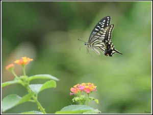 Asian Swallowtail