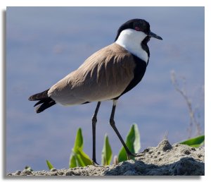 Spur winged Lapwing