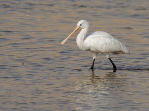 Eurasian spoonbill