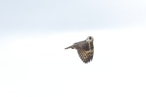 Short-Eared Owl