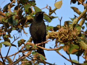 Chopi Blackbird