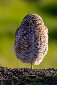 Burrowing Owl