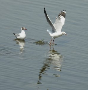 brown-headed Gulls