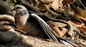 Spotted Dove