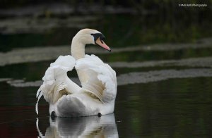 Mute Swan 1546.jpg