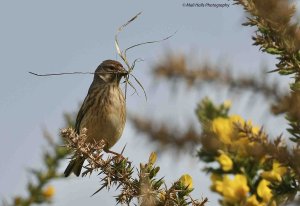 Linnet 1880.jpg