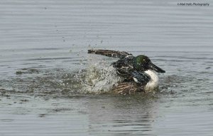 Shoveler 2350.jpg