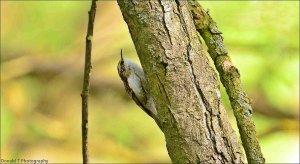 Treecreeper.