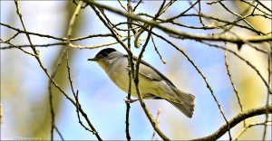 Blackcap ( Male )