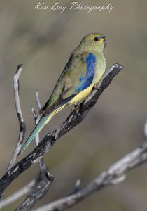 Blue-winged Parrot