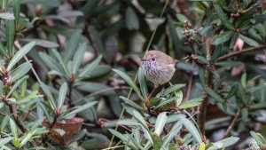 Brown Thornbill