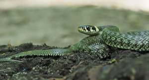 Grass Snake