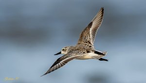 Spoon-billed Sandpiper 勺嘴鷸