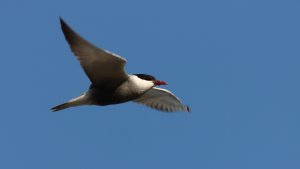 whiskered tern