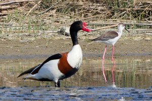 Common Shelduck , Black winged Stilt