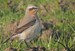 Northern Wheatear (female)