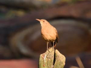 Rufous Hornero