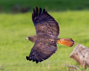 Red Tail Hawk