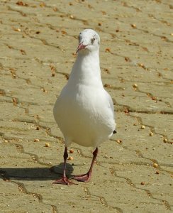 Slender-billed Gull