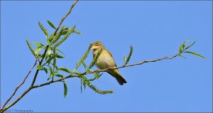 Willow Warbler.