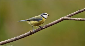 Blue Tit