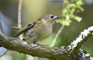 Goldcrest 1594 .jpg