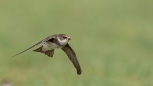 sand martin 13.jpg